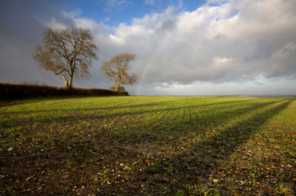 albion_autumn_fields_dorset.jpg