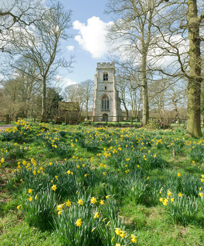 albion_church_daffodils.jpg