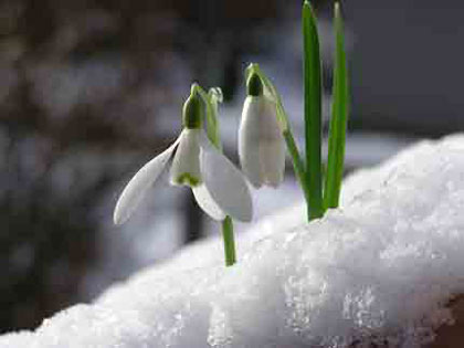 albion_cr_snowdrops_420w.jpg
