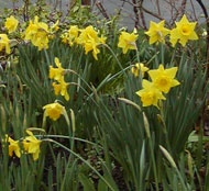 albion_daffodils_alfred_sma.jpg