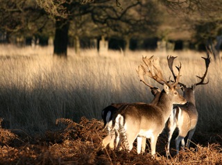 albion_fallow_deer_richmond_park.jpg