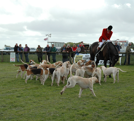 albion_hounds_rider_exmoor.jpg