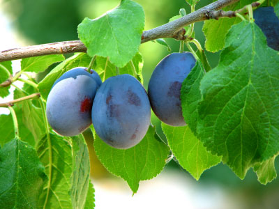 albion_okanagan_damsons.jpg