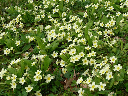 albion_primroses_croome_par.jpg