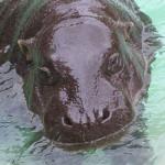 albion_pygmy_hippo.jpg