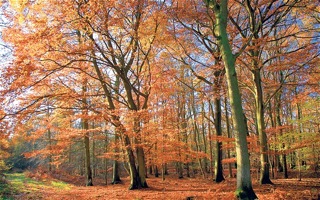 albion_sherwood_forest_telegraph.jpg