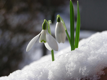 albion_snowdrops_215w.jpg