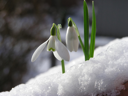 albion_snowdrops_430w.jpg