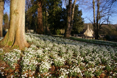 albion_snowdrops_colesbourne.jpg