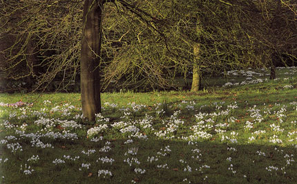 albion_woodland_snowdrops_v.jpg