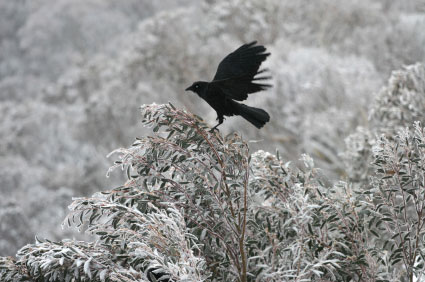 aw_australia_snow_crow.jpg