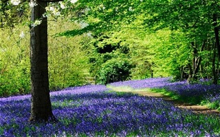 blog_bluebells_telegraph.jpg