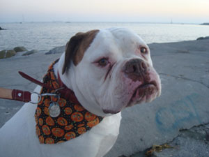 blog_english_bulldog_beach.jpg