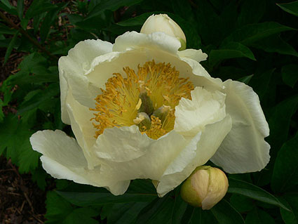blog_peony_claire_de_lune_g.jpg