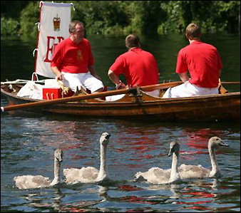 blog_swan_upping.jpg