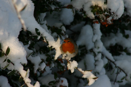 calendar_robin_snow.jpg