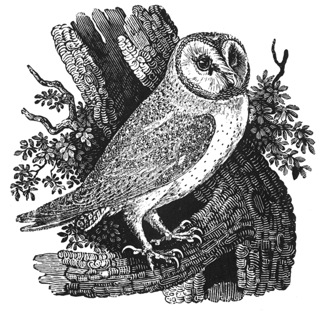cr_bewick_barn_owl_small.jpg