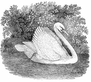 cr_bewick_swan_small.jpg