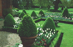 cr_garden_chenies_tulips.jpg