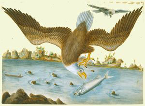ii_catesby_bald_eagle.jpg