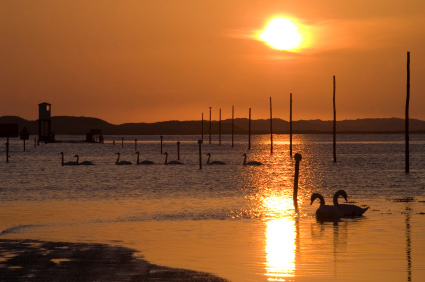 Sunrise and swans at Holy Island