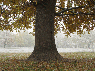 Oak in fall