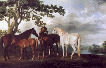 Mares and colts under trees