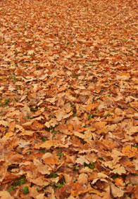 Oak leaves on ground