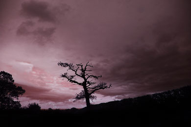 A great oak stands in silhouette against purple sky in the Vale of Evesham, where Montfort fights his last battle