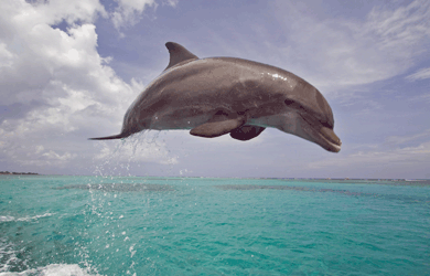 Bottlenose dolphin leaping in air over beautiful green sea