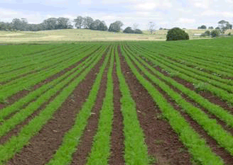 Long green rows of plants at Fernleigh Farm