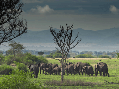 African park with elephants in Uganda