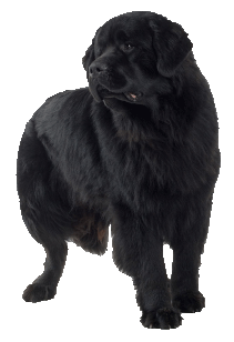 Newfoundland dog