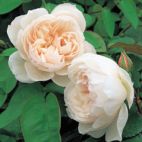 Generous Gardener - rosy white rose