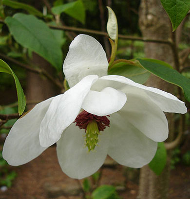 Magnolia wilsonii