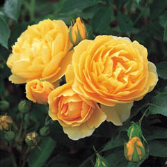 Yellow roses and buds