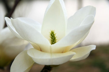 White bloom of Magnolia denudata