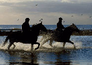 horses and riders in sea