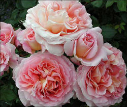 life_abraham_darby_cu_250w.jpg