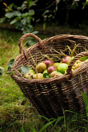 life_apples_basket.jpg
