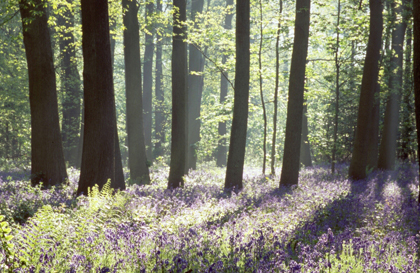 life_bluebell_wood_420w.jpg