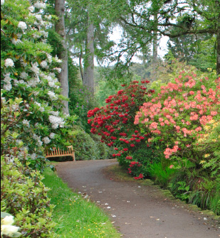 life_garden_rhododendrons.jpg