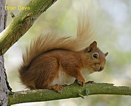 life_red_squirrel_brian_dav.jpg