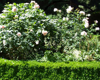 life_rose_cymbeline_hedge_2.jpg